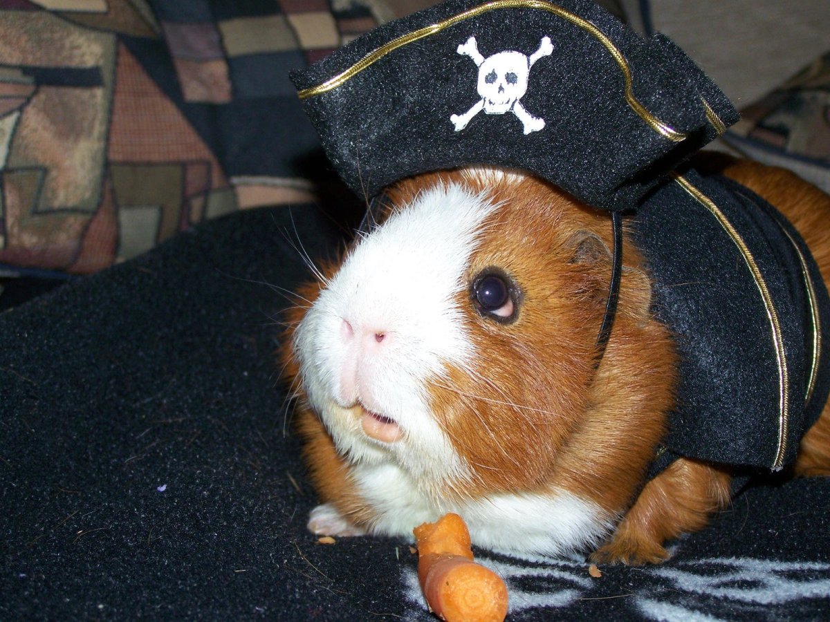 Морская Свинка Плаксик