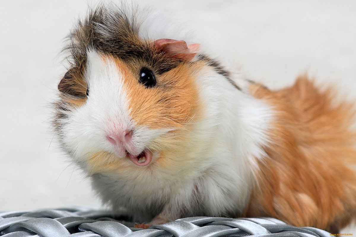 Попкорнинг у морских свинок