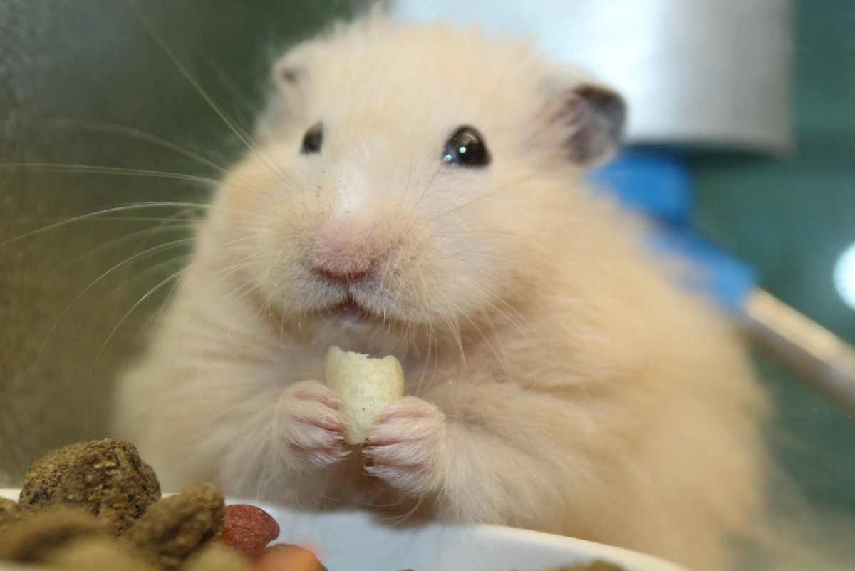 Королевские хомячки покажи