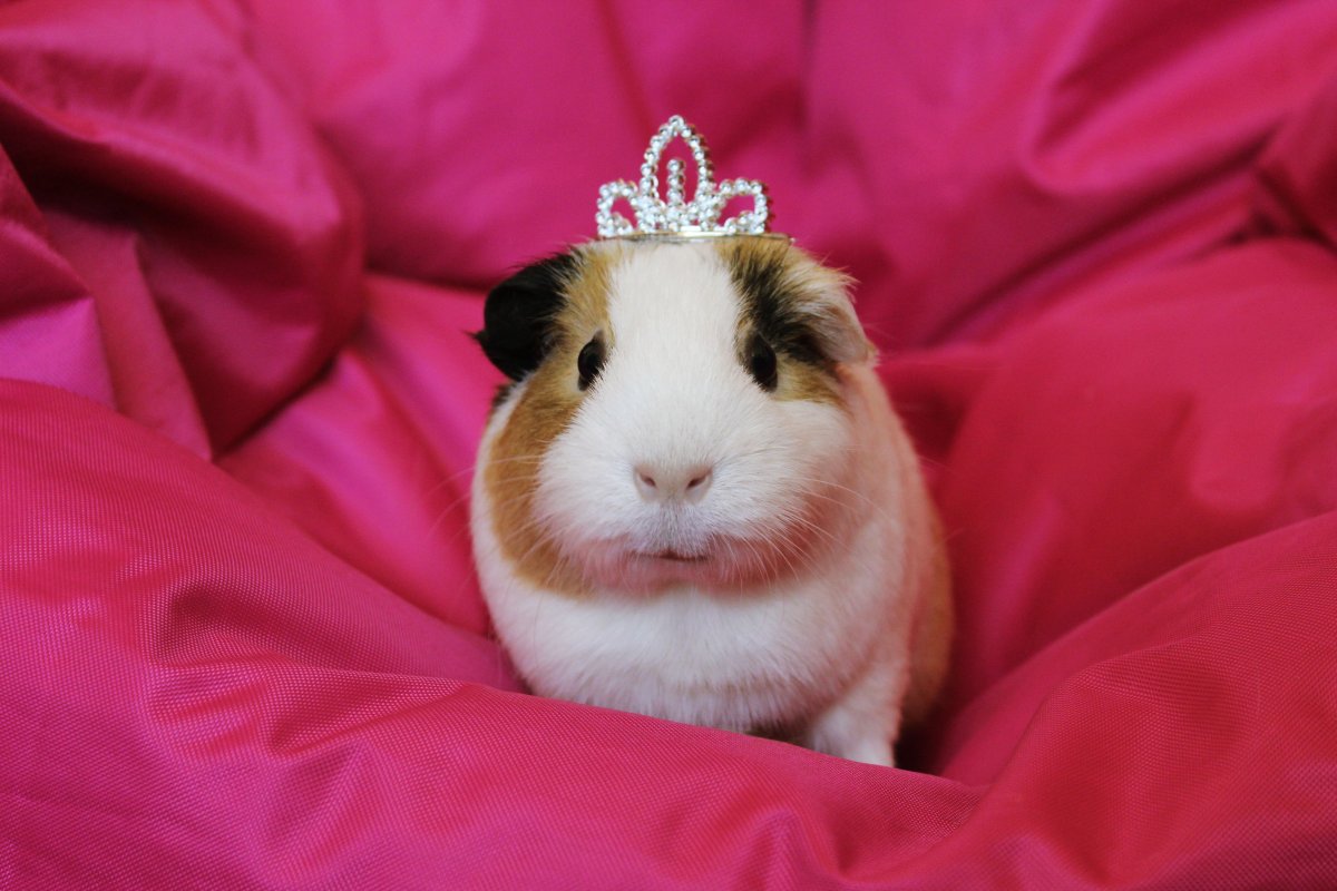 Морская Свинка розеточная