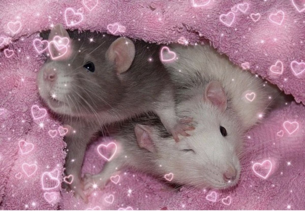 Krosh ручные Грызуны