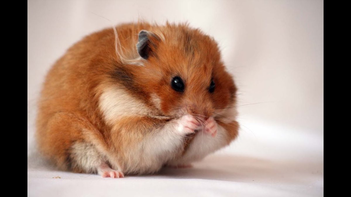 Спаривание хомяков джунгариков