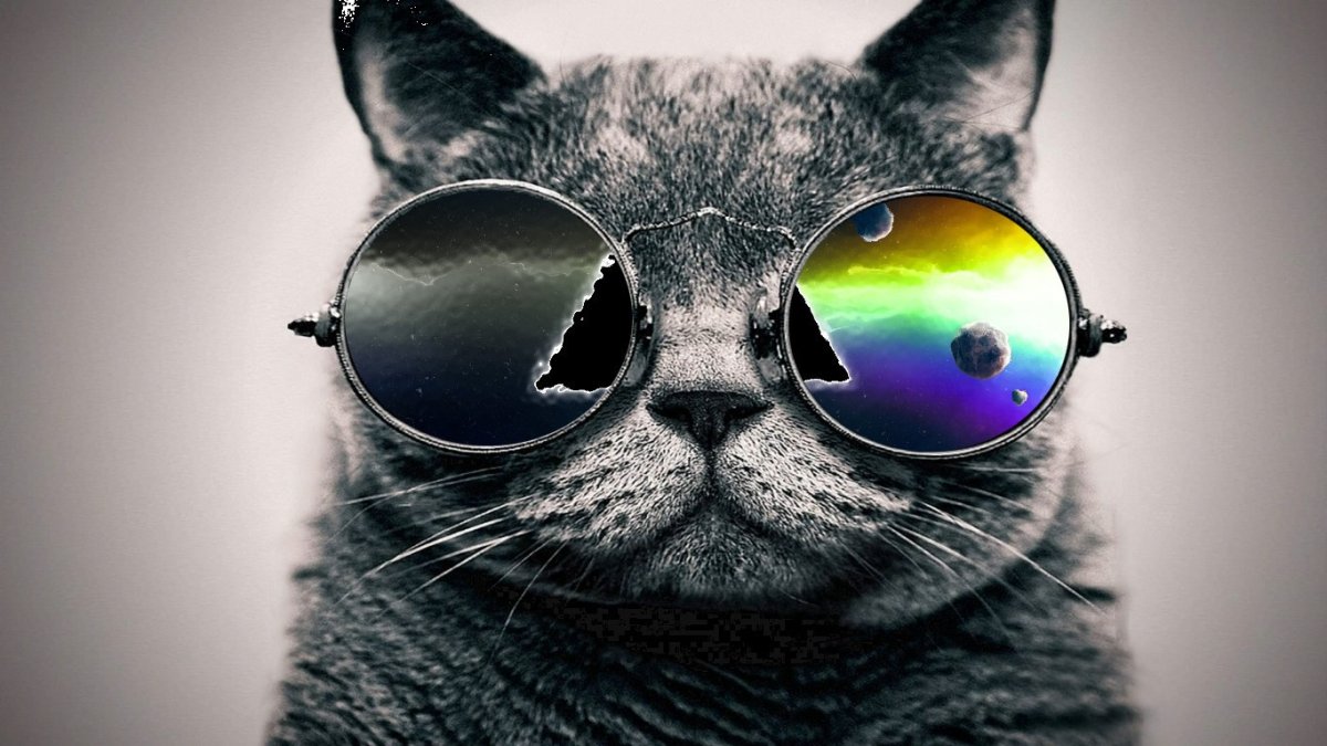 Котик в круглых очках