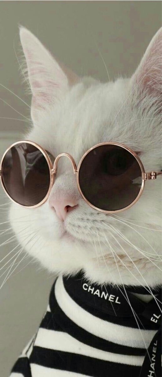 Стильные коты
