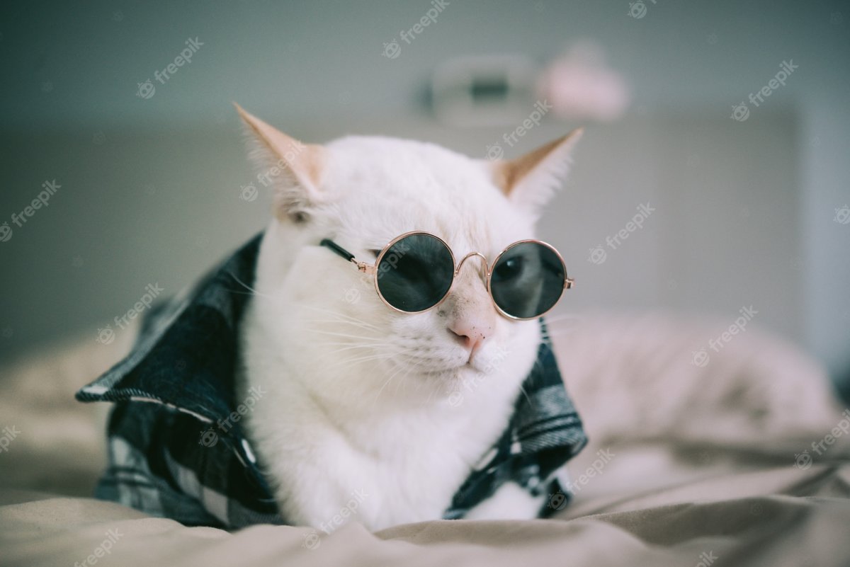 Кот в Панаме и очках