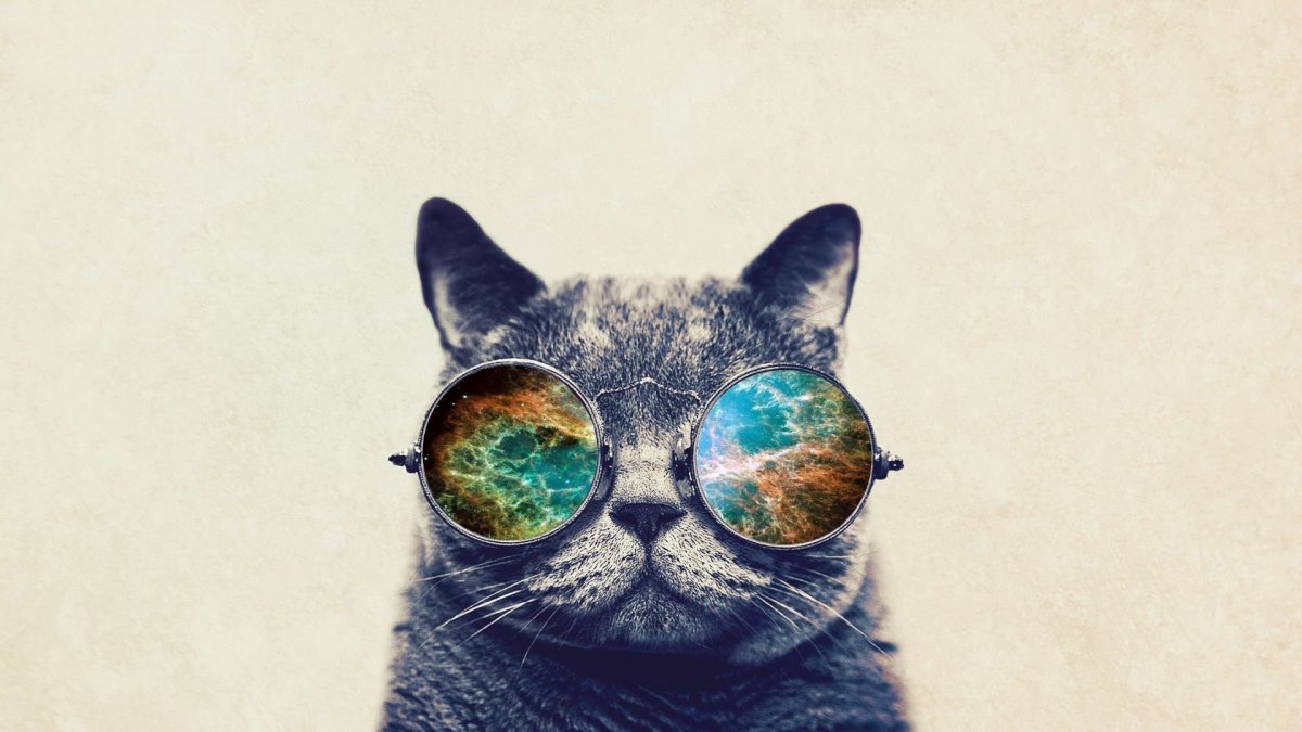 Круто кот