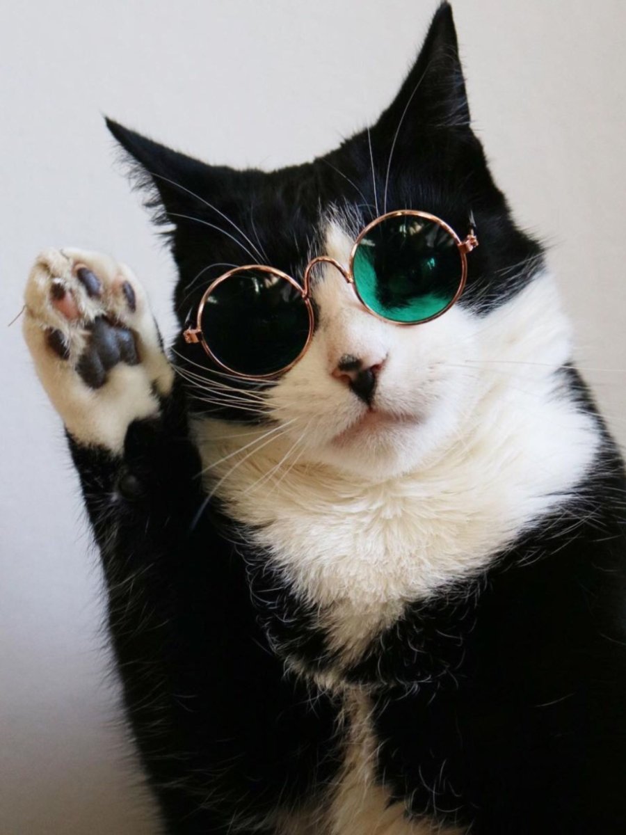 Стильный котик