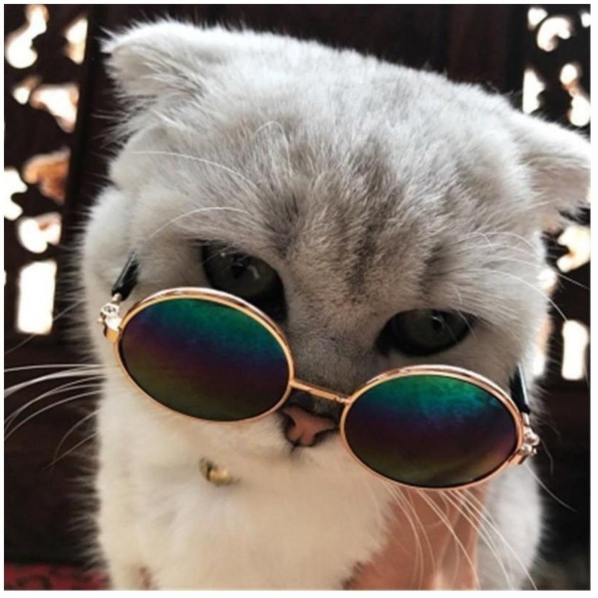 Котик в очках