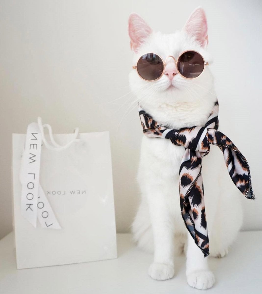Кошка на пляже в очках