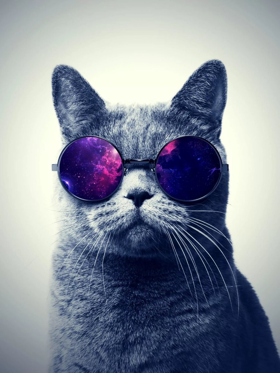 Кот в очках