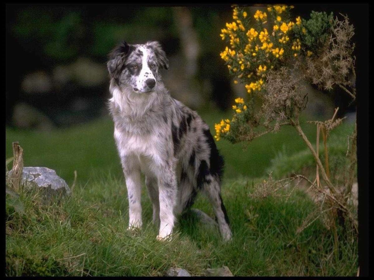 Бордер колли серая