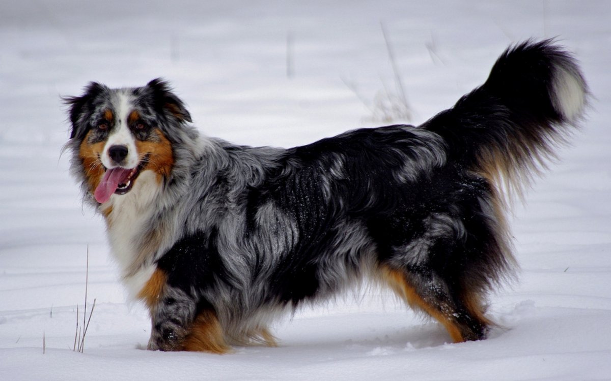 Австралийская овчарка / Australian Shepherd