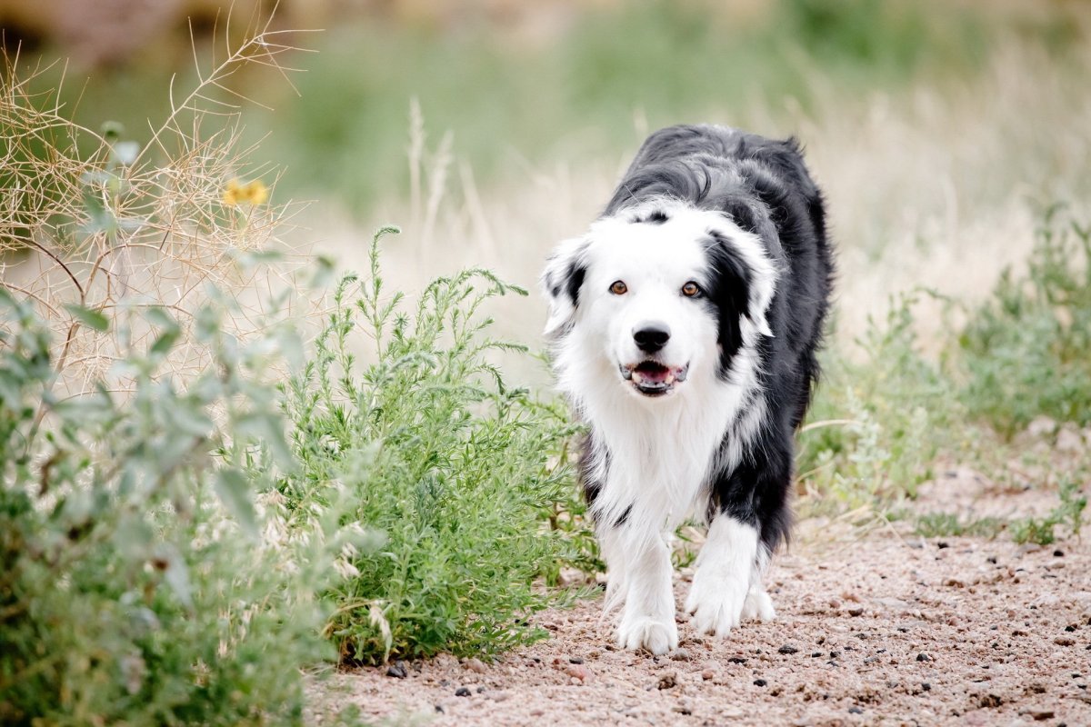 Шотландская пастушья овчарка