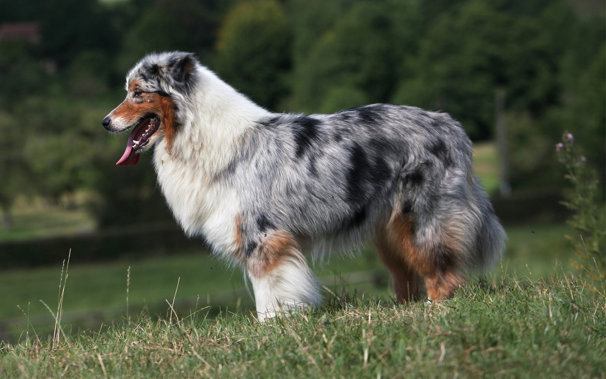 Австралийская овчарка Хантер