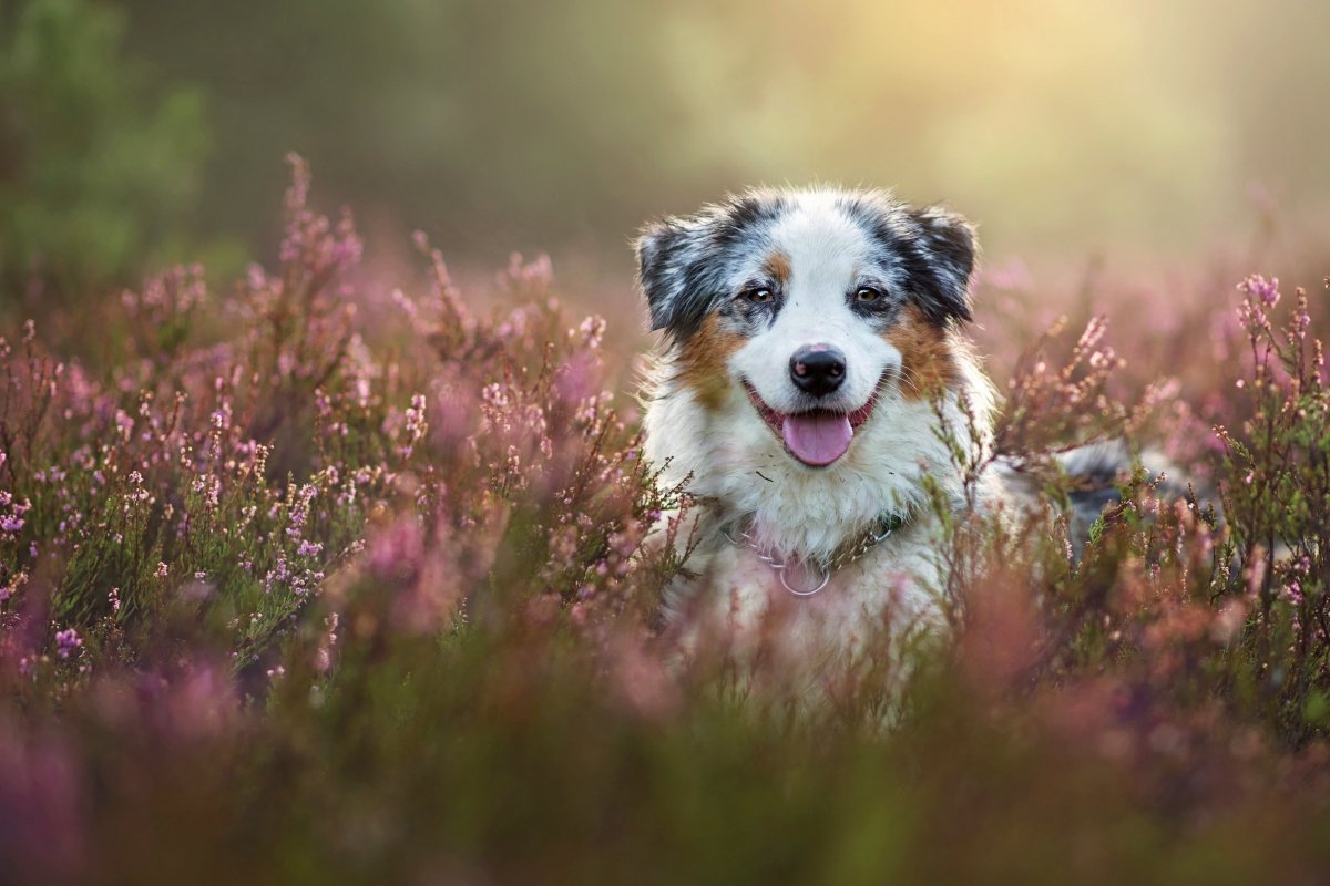 Аусси австралийская овчарка