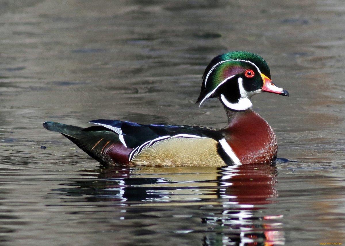 Дикая утка с красным хохолком на голове