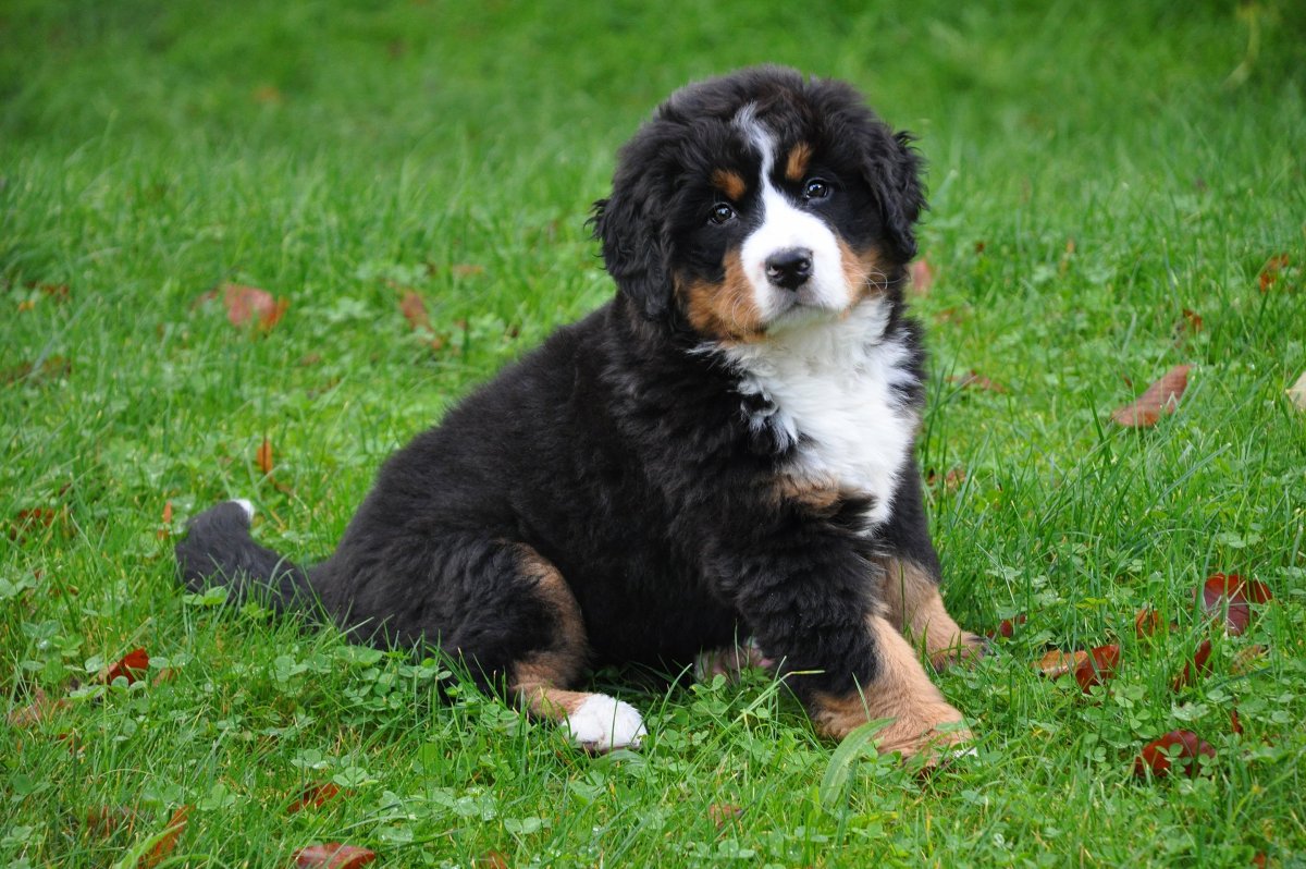 Бернер собака зенненхунд