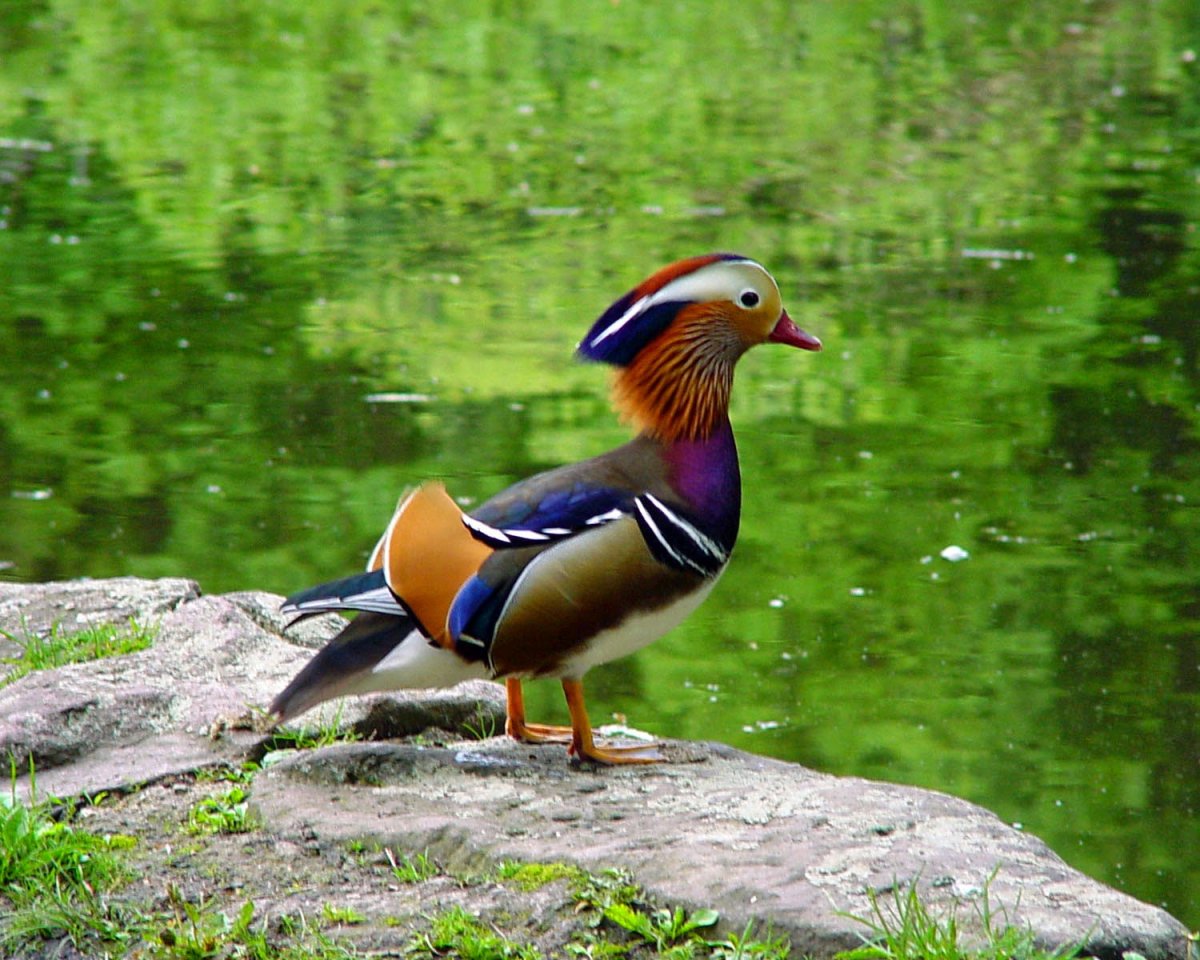 Утка Мандаринка красная