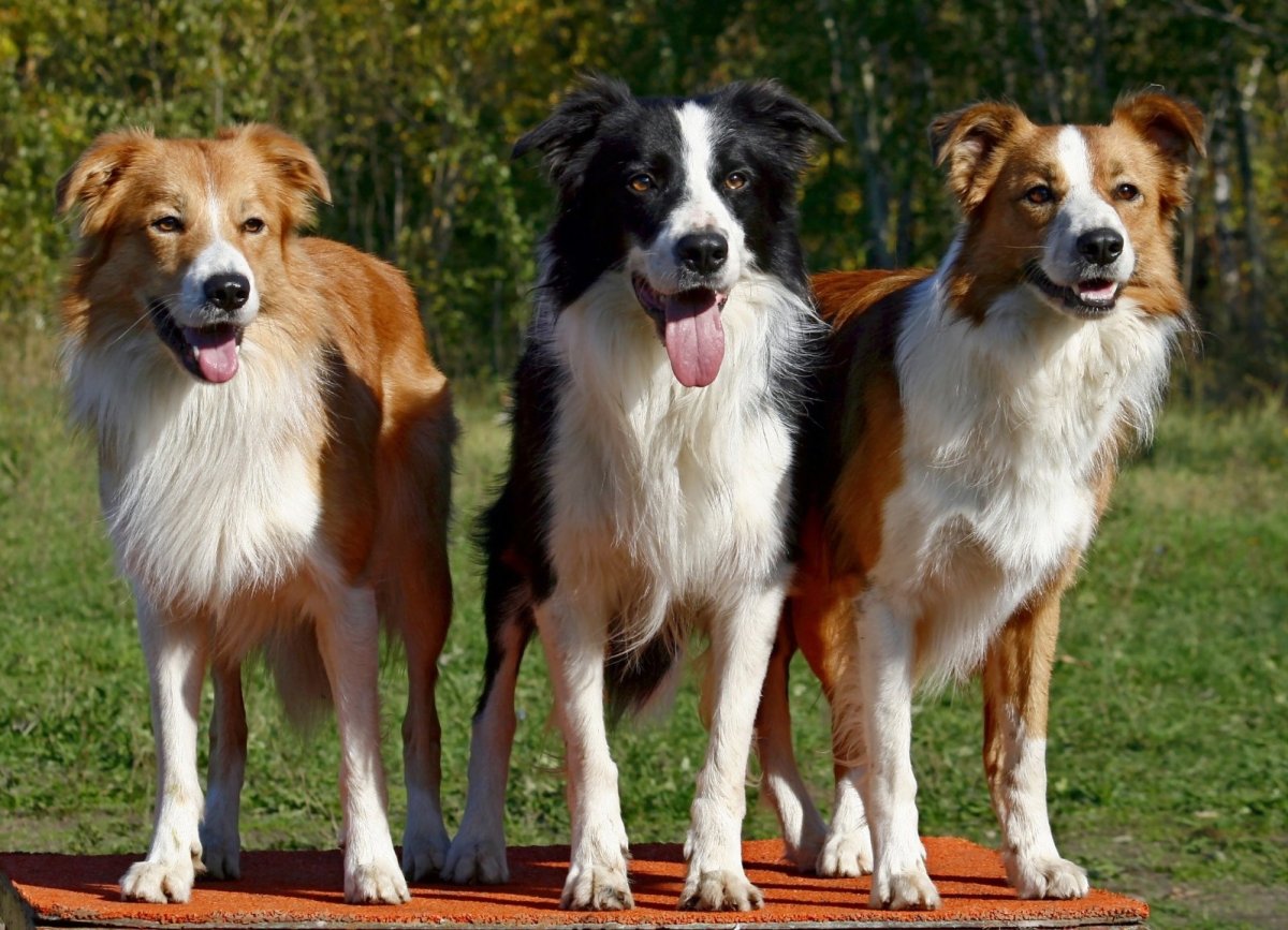 Бордер колли пастушья