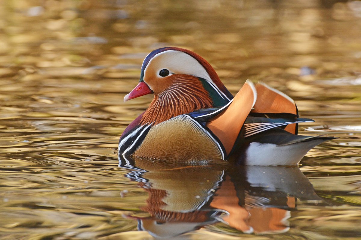 Утка Мандаринка