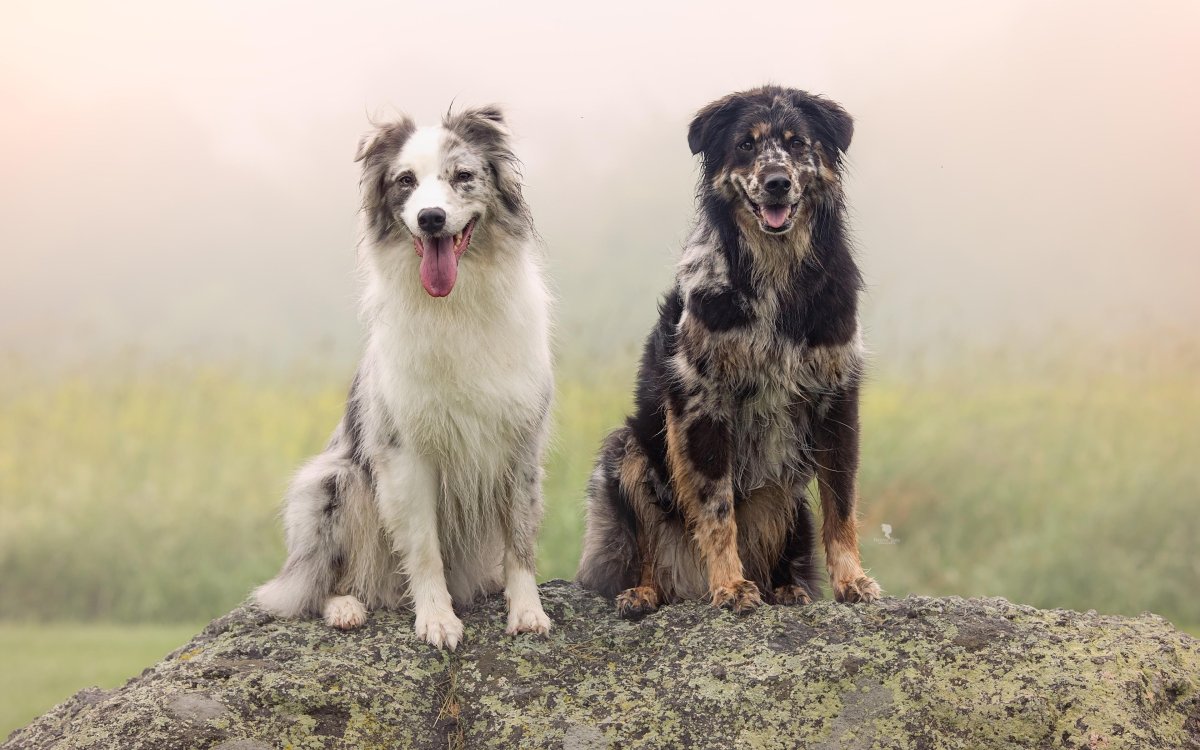 Аусси похожие породы
