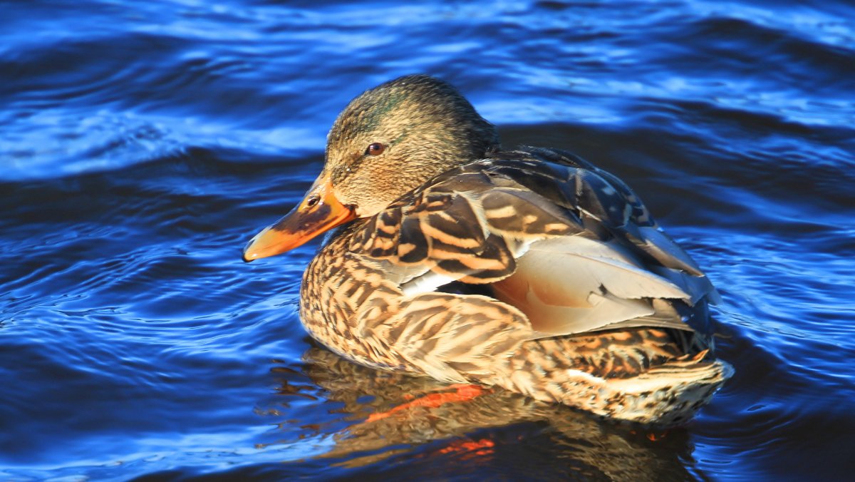Утка на рабочий стол