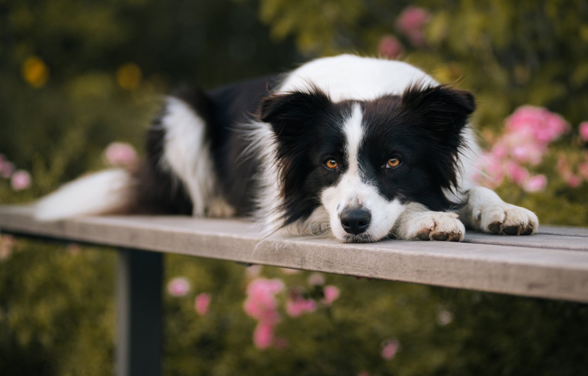 Border Collie (бордер колли)