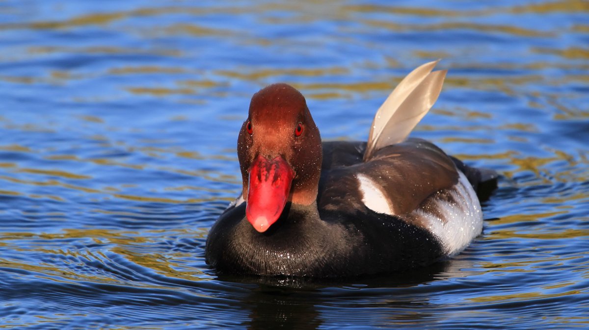 Черноголовый нырок