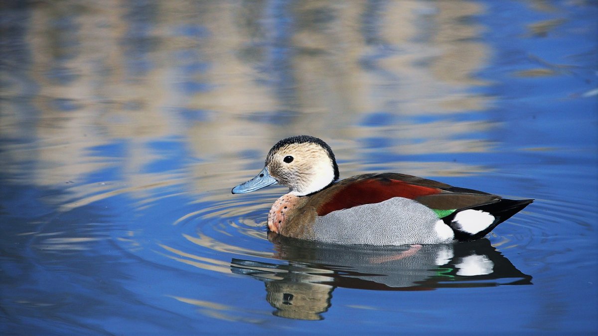 Кольчатый чирок