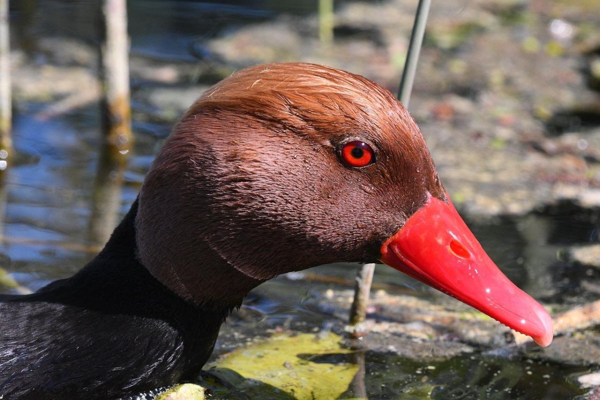 Крупная утка