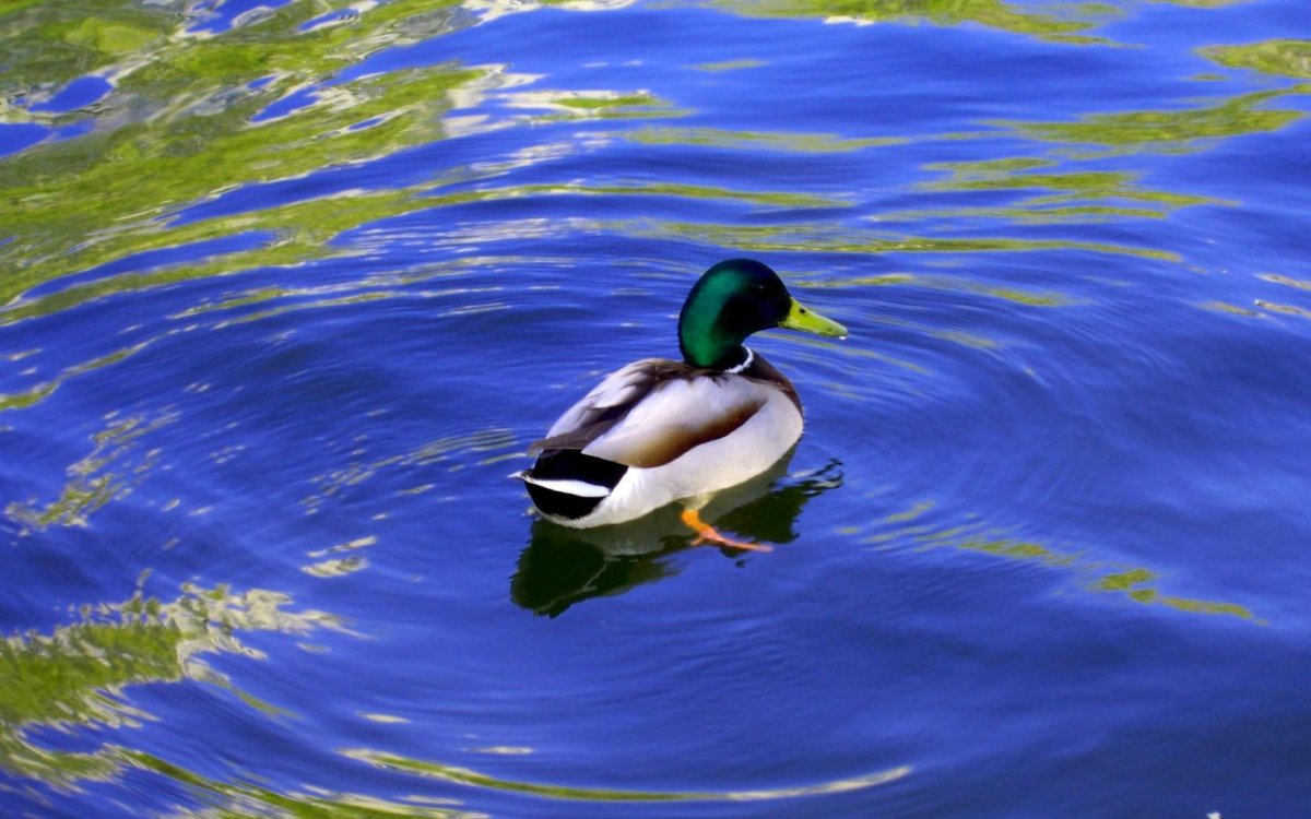 Утка обои на рабочий стол