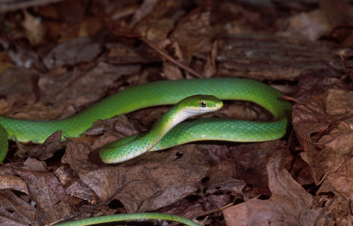 Змея мамба узкоголовая