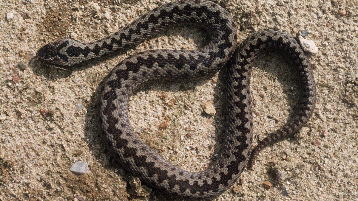 Змея гадюка