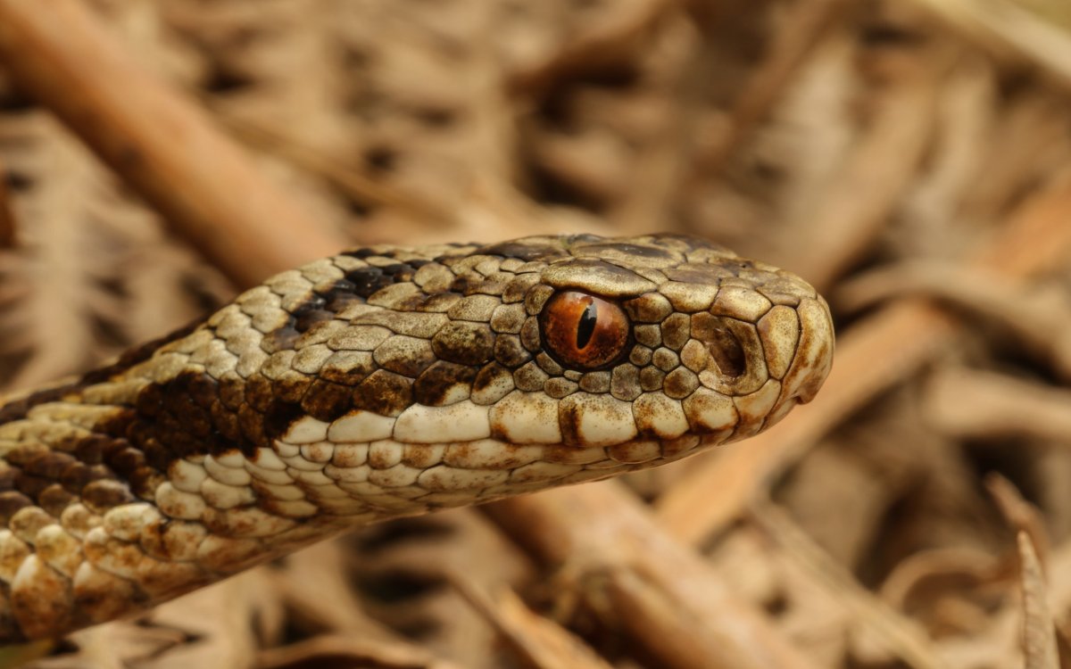 Степная гадюка щитомордник