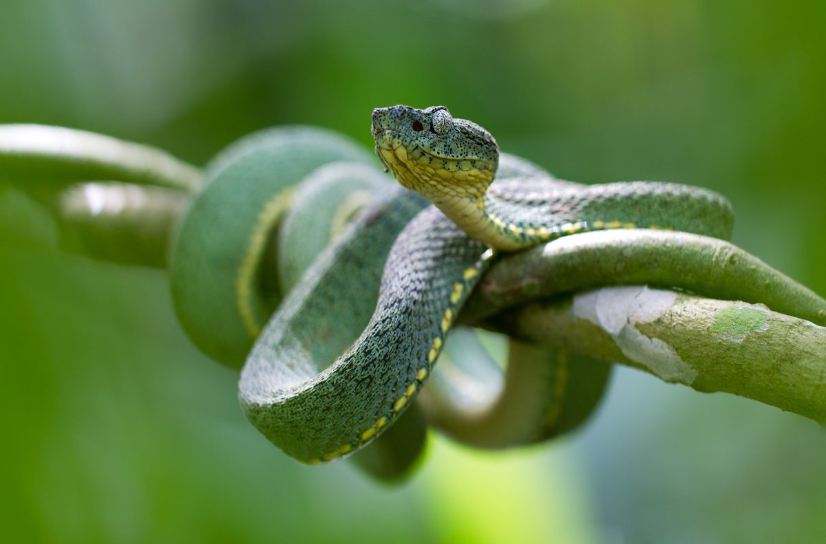 Зеленый полоз