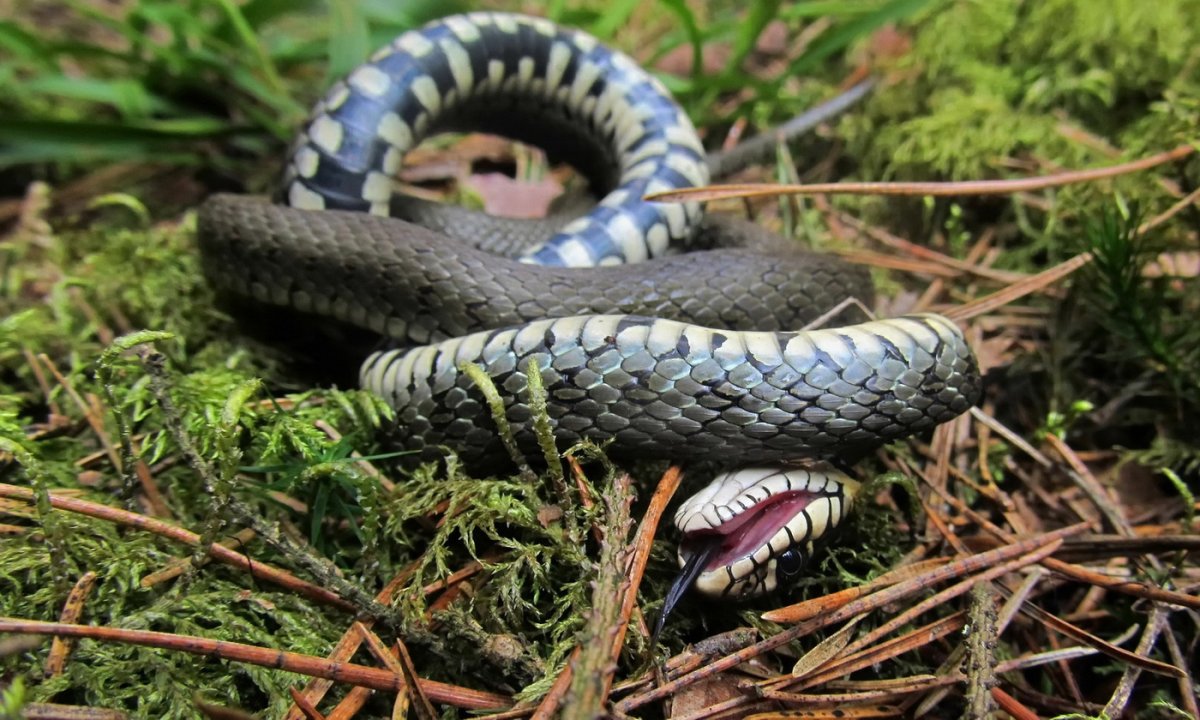 Обыкновенный уж Natrix Natrix