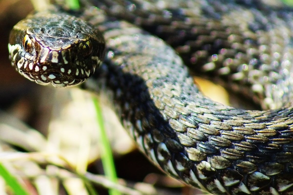 Степная гадюка