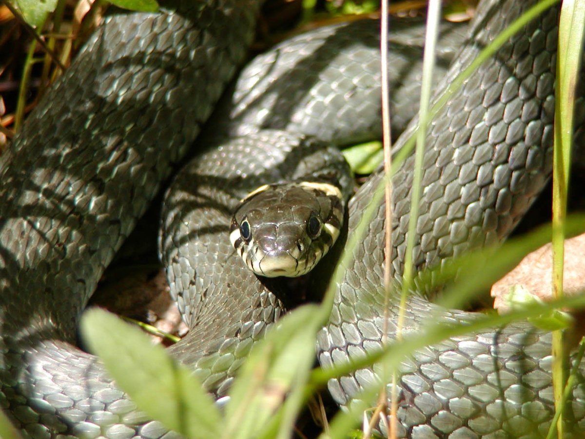 Змея гадюка Болотная