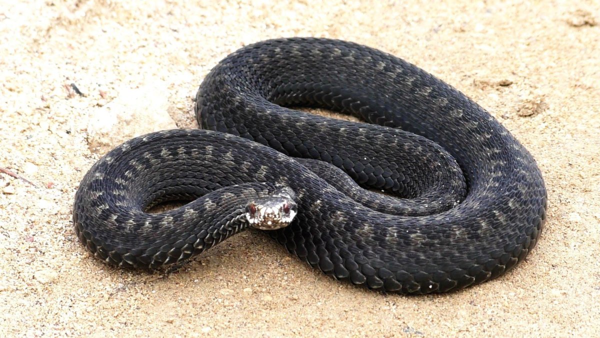 Черная Степная гадюка