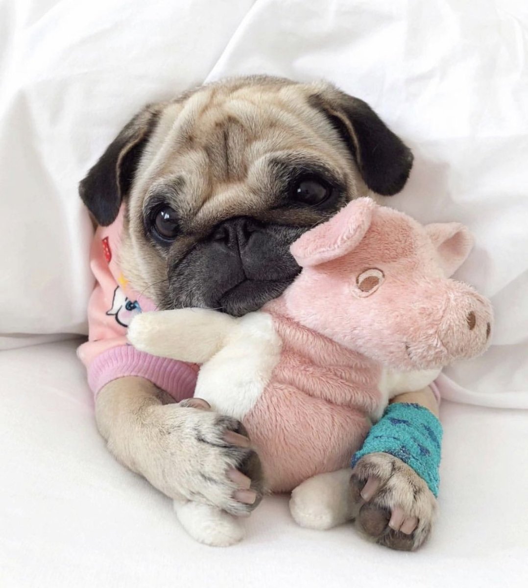 Бассет-хаунд щенок