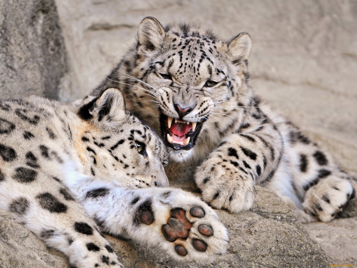 Барс Северная Осетия