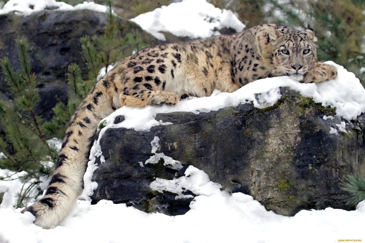 Ирбис в Гималаях