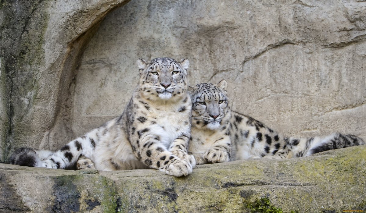 Жаабарс снежный Барс