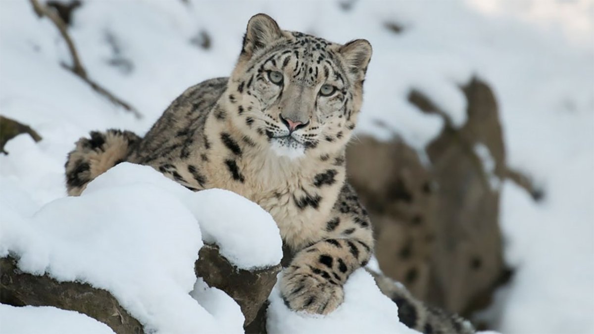 Снежный Барс uncia uncia