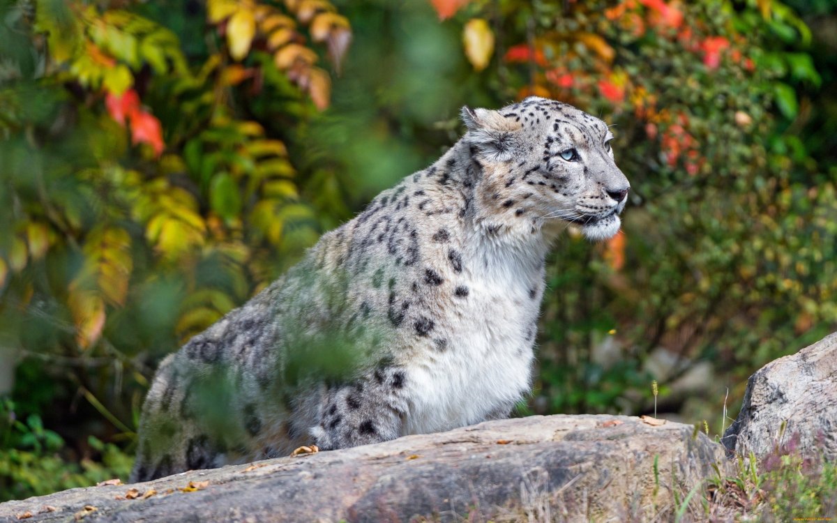 Грозный снежный Барс