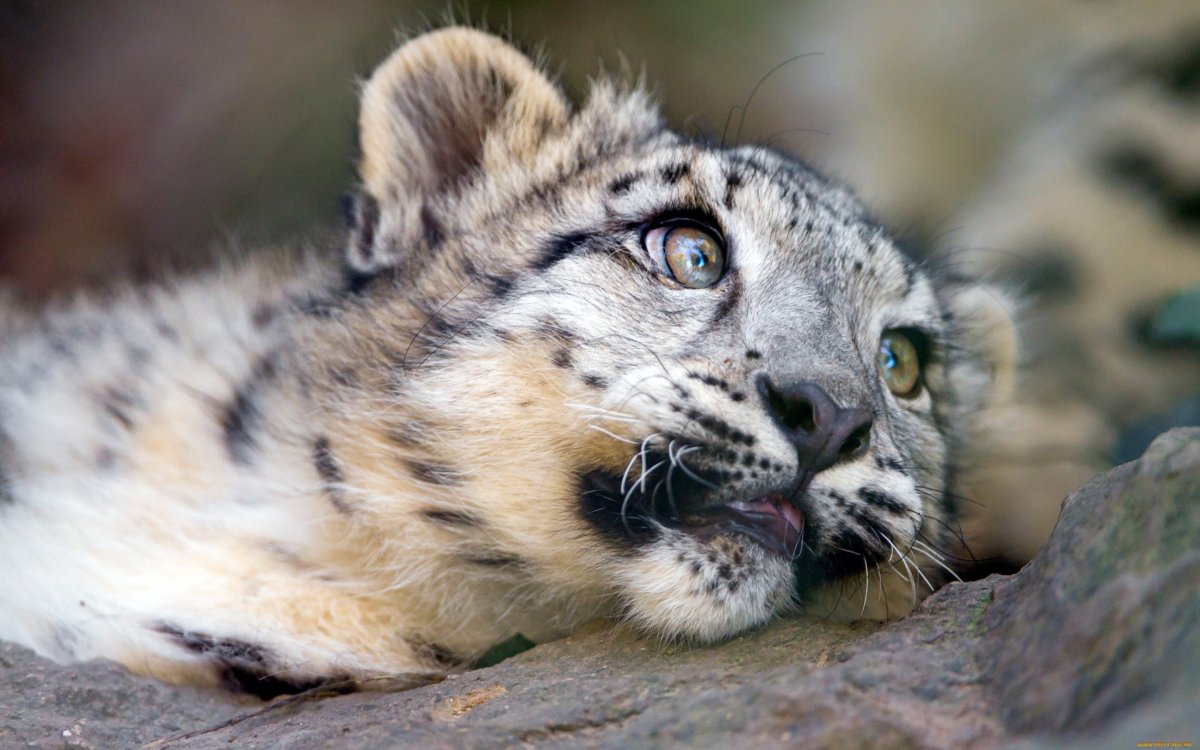 Снежный Барс мурлыкает