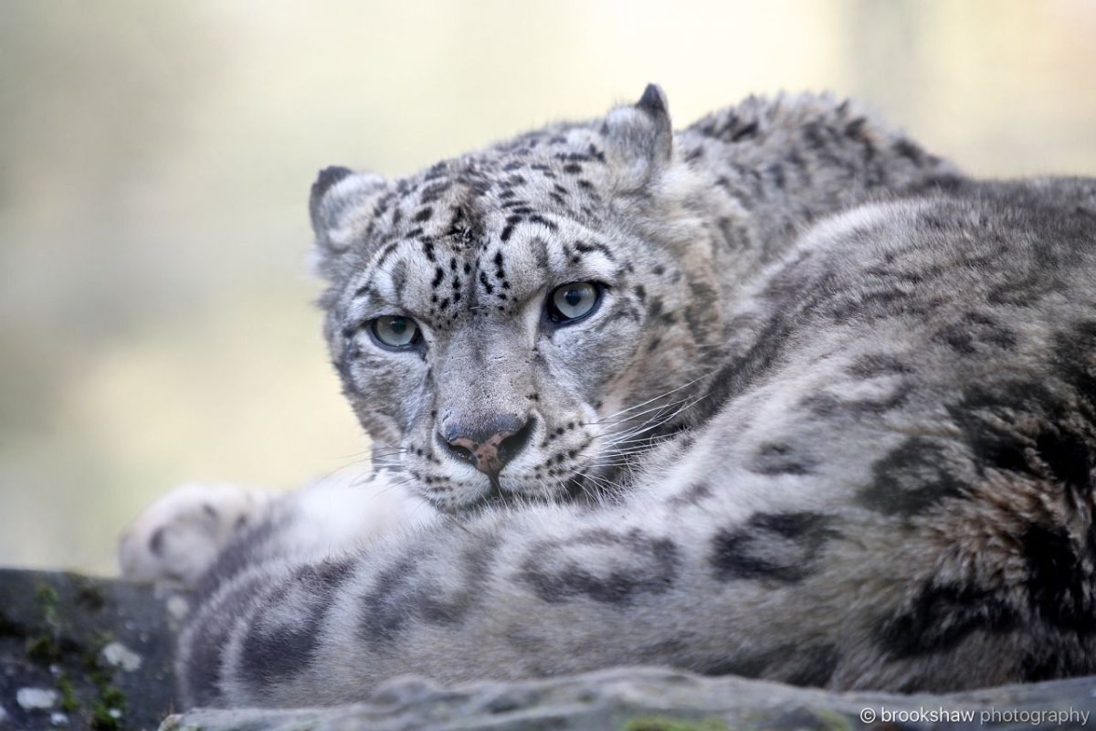 Грустный Барс