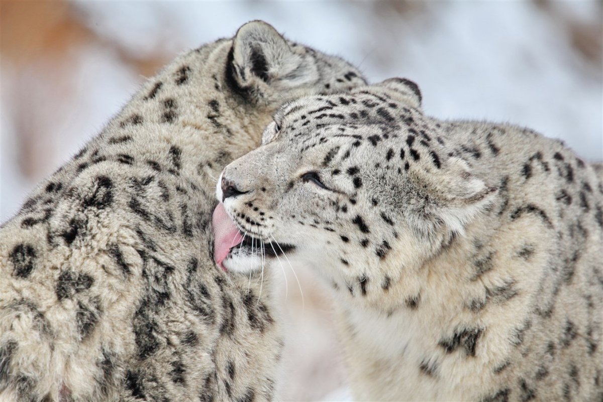 Снежный Барс Ирбис Детеныши