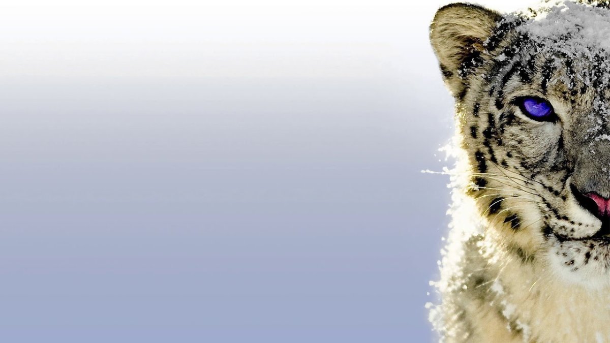 Giulialibard леопард