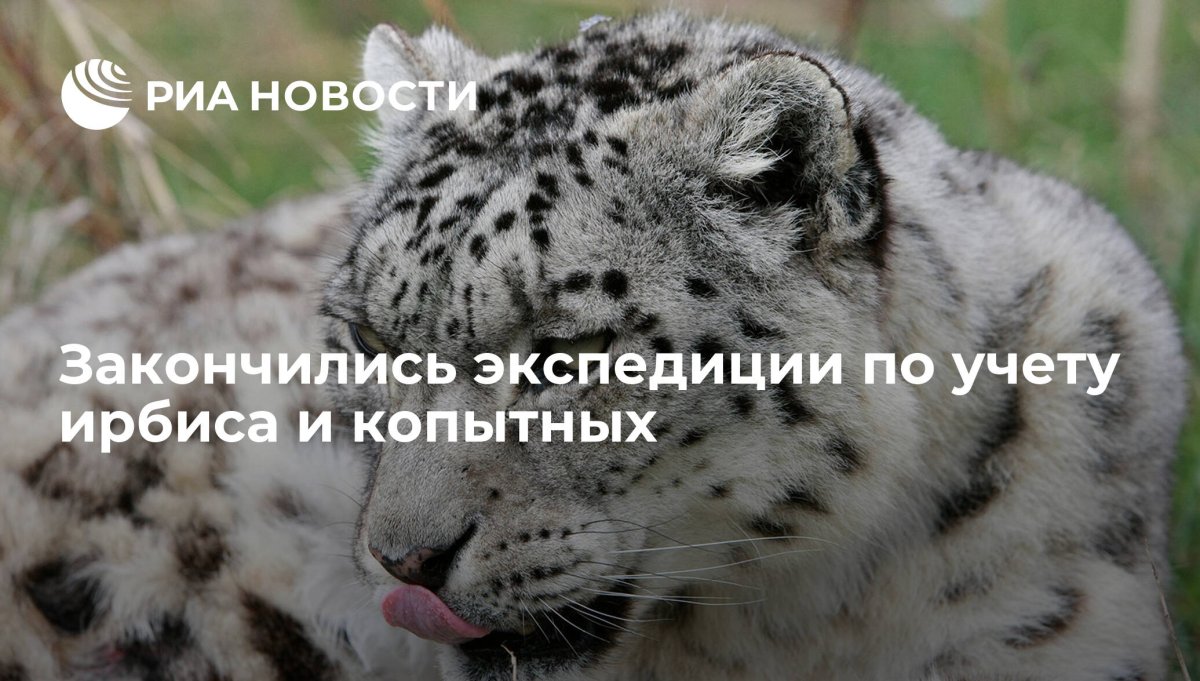 Снежный Барс потягивается